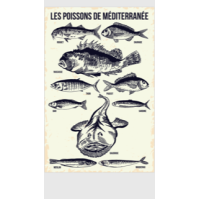 AF211- Lot de 5 Affiches Poissons de Méditerrannée- 20x30cm